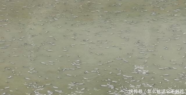 河道|普宁河道干涸,大量繁殖期罗非鱼搁浅河道,有人一筐筐捞走