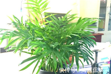 客厅2个地方，千万别养花，不能忽视，养了也尽快搬走！