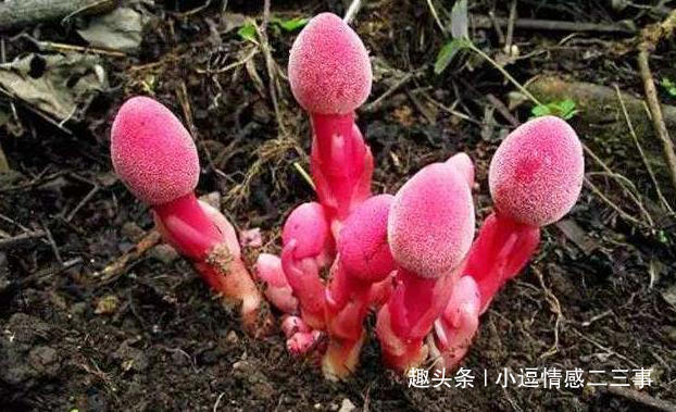 钟馗|此物长于深山中,俗称“钟馗判官笔”,长相难看,但异常珍贵