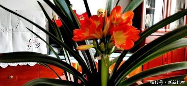 肥厚|君子兰不见长、不开花“2种料”扔盆里,新芽多,一年开花2次