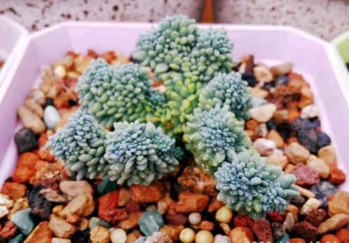 叶插的多肉小苗缀化了？那要正确养护，要不然它会长得乱七八糟的