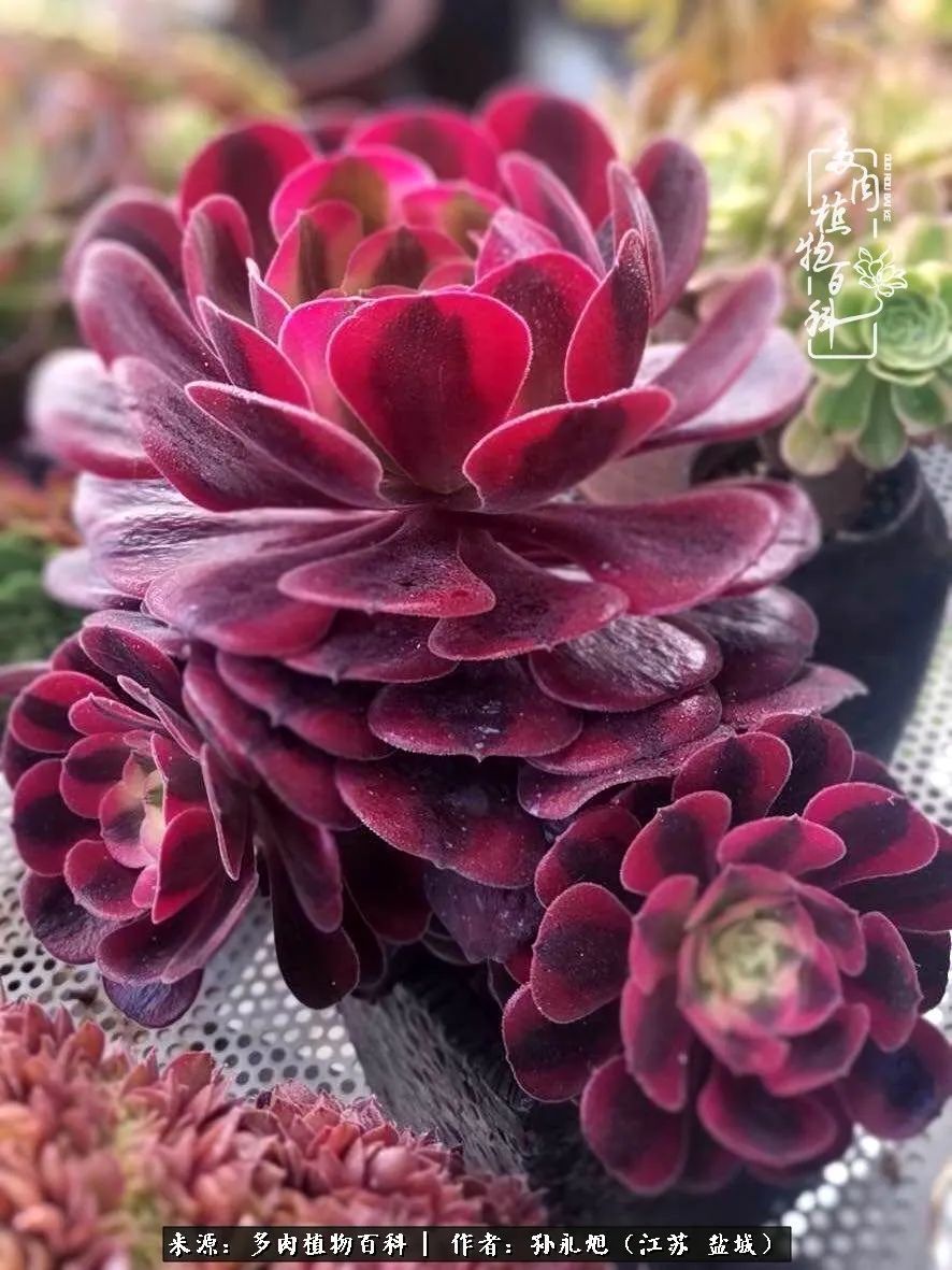 养多肉三年多九万里悟道,终归诗酒田园!