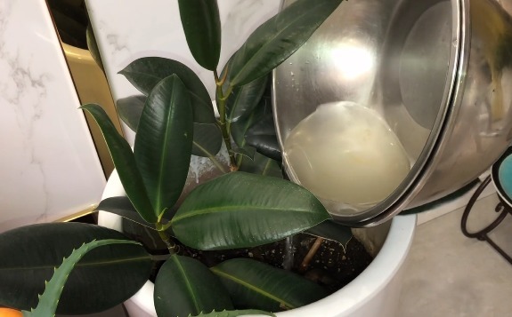 花盆中撒一把,不管多蔫多难养的花,几天根壮叶绿,不烂根不黄叶