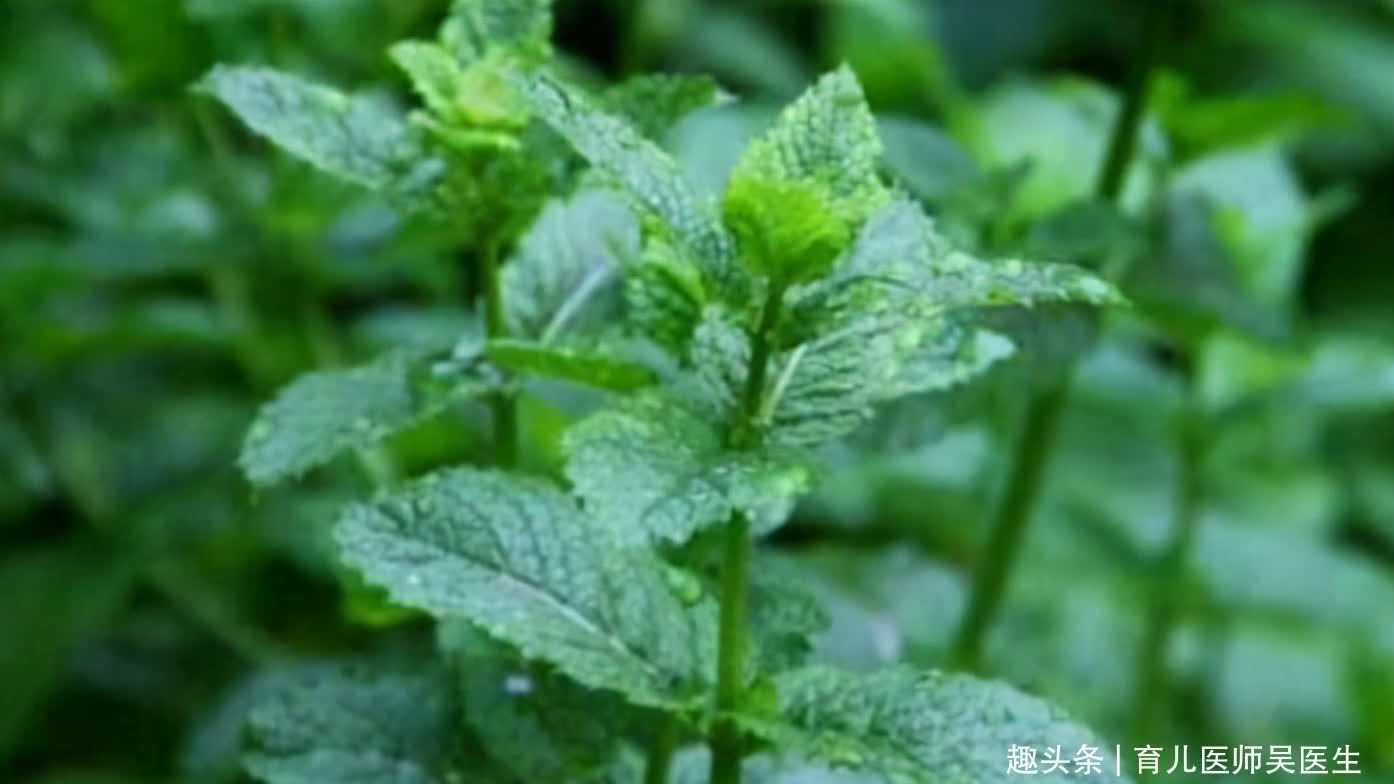 菠萝|女性不想早衰，多吃以下好食物，补充营养，清热解毒，肌肤更细腻