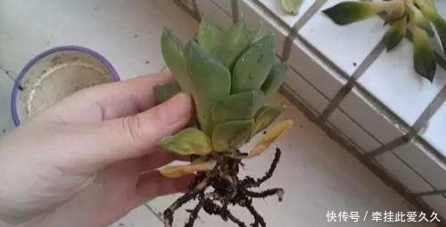 根全烂了别扔,这样做,分分钟把花救活!