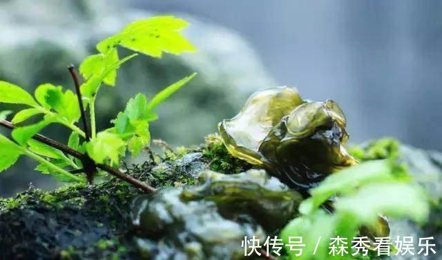 野菜|广西农村最好吃的野菜，很多人叫不出名字，你吃过几种