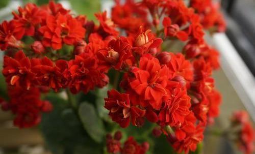 长寿花有2个养护时期，做好这几点，花期长达3个月，赏花真尽兴