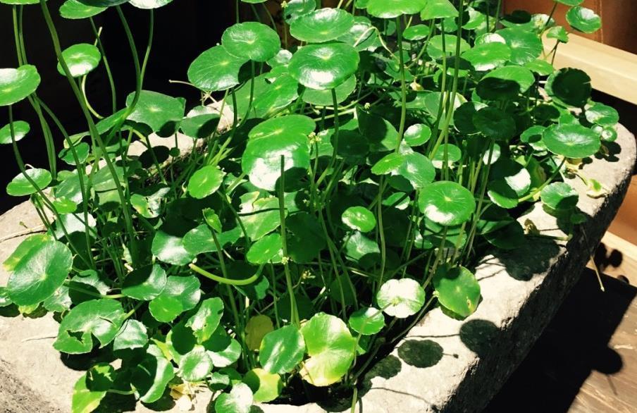 植株|天热盆栽铜钱草,满足3条件,叶子圆滚滚,油绿得像小荷叶