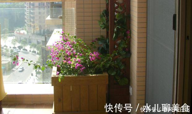 深陷这些“养花误区”,走不出来,就别怪植物活不久、长不好