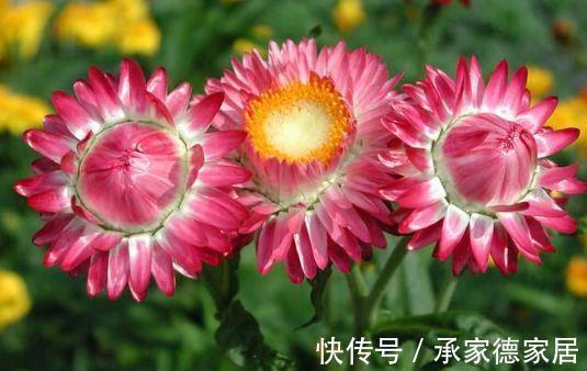 多瓣状|农历7月21号起，最适合养这些花，越养越喜欢，满屋飘香
