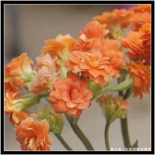 长寿花只长叶不开花，教你两招，迅速开花爆盆