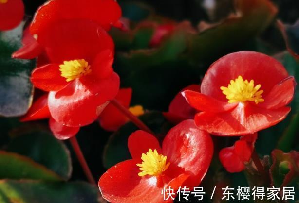 就算不小心枯了,也要重新养一盆的6种花,因为实在太优秀