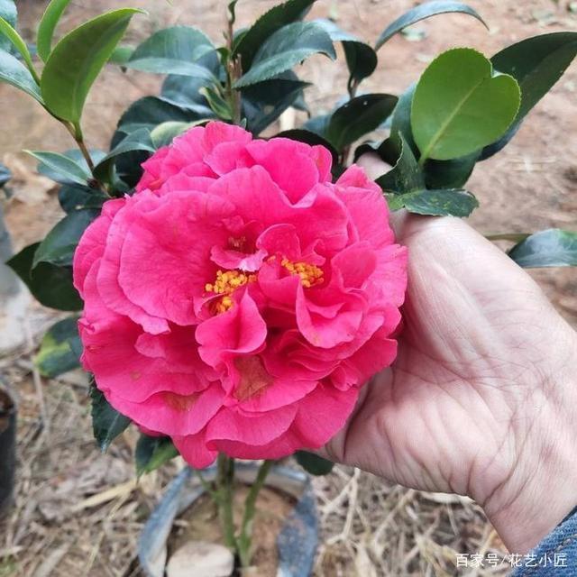 此花开品“惊艳”，比牡丹还美，花开一冬天，摆在家里上档次