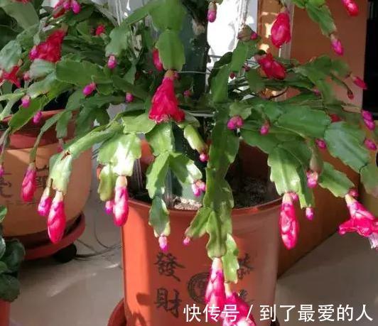 蟹爪兰,仙人掌科附生肉质植物!日常注意4要点,花开爆盆