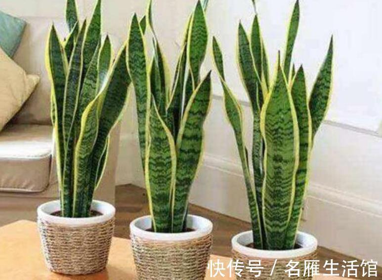 养护虎皮兰|虎皮兰有4怕，及时避开才能长出新芽，叶片挺拔越养越旺