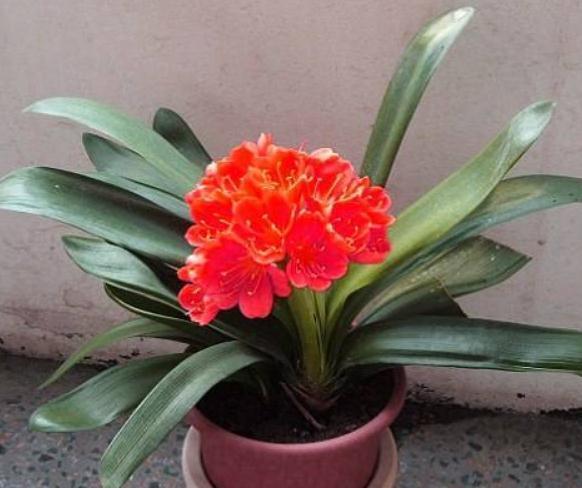 养君子兰“不费钱”,一种“垃圾”吃下去,花箭翻番,花朵爆破盆