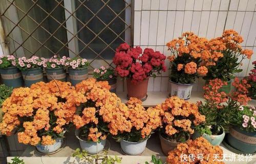 4平方米的小阳台,种上三种花,能养上百盆,开成小花园!