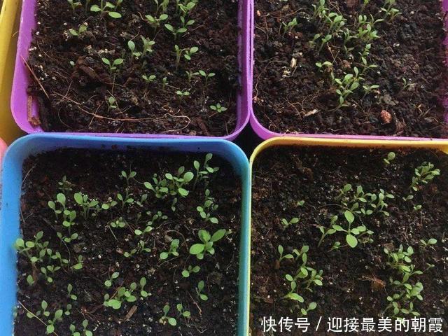 3种“网红花”,一点不娇气,沾土就泛滥,气质还高大上