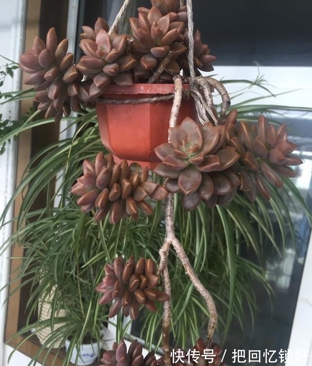 多肉大普货姬胧月，养的人不少养好的却不多，阳台党要慎选