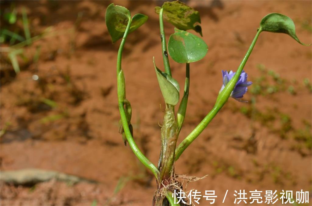 营养|水田边的一种“竹叶”,过去常用来喂猪,营养好,如今成稀罕野菜