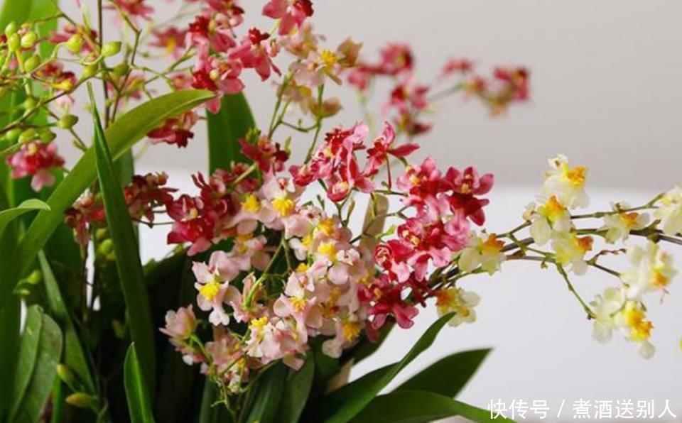 4种香水花,开花漂亮、花期长,浇水就疯长,开花爆盆很容易