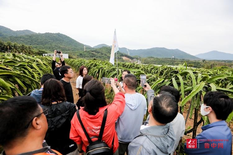 从“脏乱差”到“全国示范”看三亚乡村治理的“大茅样本”|海南网媒行| 合作社