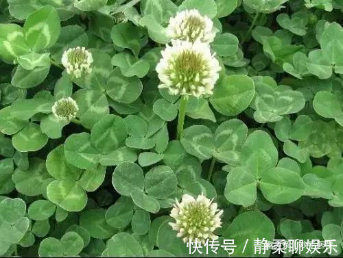 香椿|蒲公英、香椿、榆树钱、白蒿……一种野菜治一种病