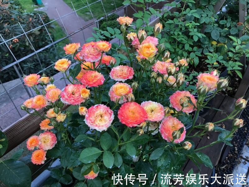绿萝|别忘绿萝吊兰了,此款盆栽绿植,花美若玫瑰,四季开花,还很好养