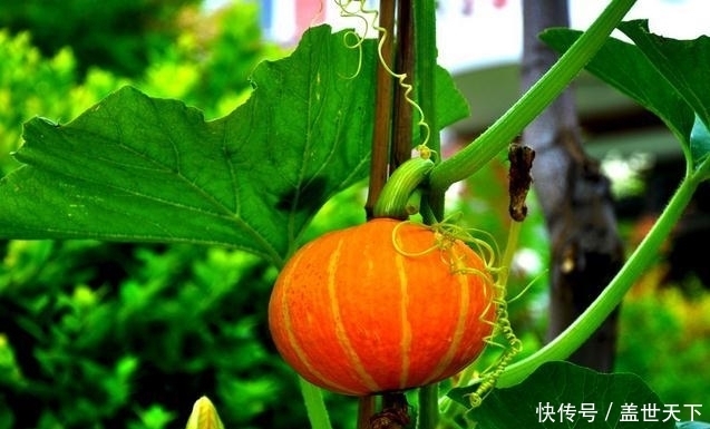 南瓜羹|夏季长痘难消除?芦荟就可以搞定,轻松祛痘,绿色安全最有效!