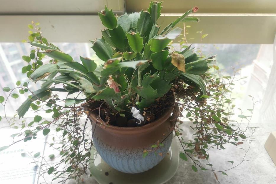 阳台上|7月养殖蟹爪兰,早点告别这3个习惯,盆栽才能安全度夏