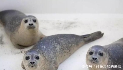 因纽特人|地下存放3年的尸体竟是美食！鲱鱼罐头都弱爆了