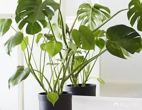 室内不喜光的植物有哪些？