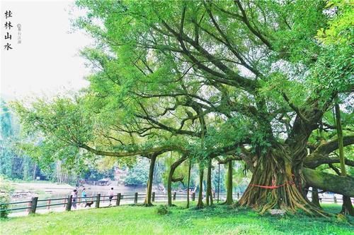 来桂林旅游，这个小众景点，不花钱就可以拍到最美的风光大片