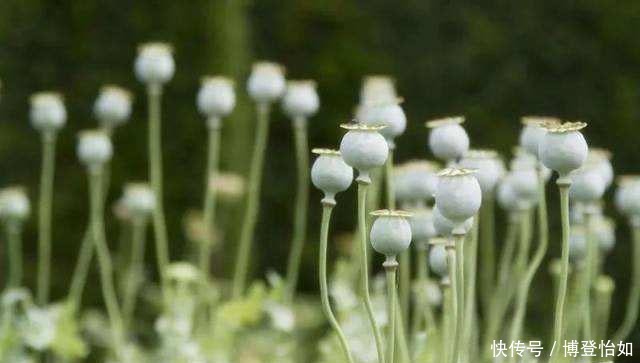 历史的教训:中国茶叶曾远销全球,如今却连1%的市场份额都不到