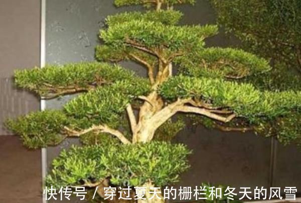 这4种花，养在家旺财又“镇宅”，比绿萝、发财树还要强100倍