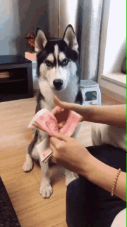 |搞笑GIF:最后一下的后坐力太大了,所以我下来了!