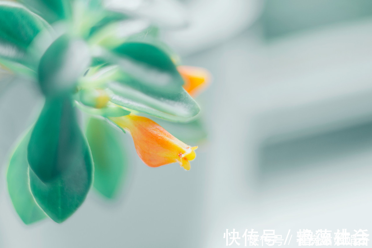 金鱼吊兰|在家养了一盆植物，开花时，周围邻居惊呆了！这盆植物竟然这么美