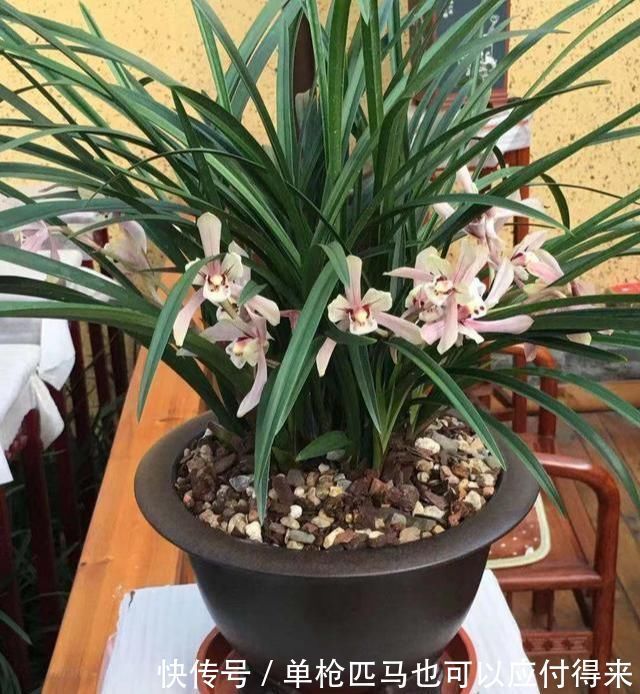 米高|养兰花?记住这个“温度”,新芽冒不停,花箭“半米高”