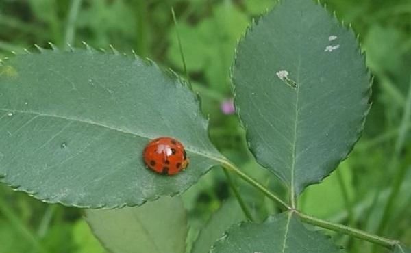 小学生作文《十二星瓢虫》,成功写活了瓢虫,也写活了少女的梦