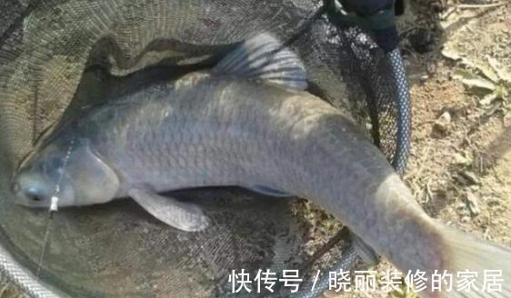 鲫鱼|家喻户晓的“四大家鱼”也有人能答错?这四种鱼才是,别再搞错了