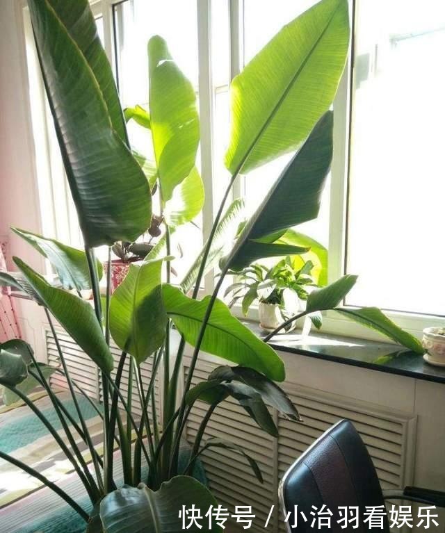 不开花的天堂鸟怎么了?