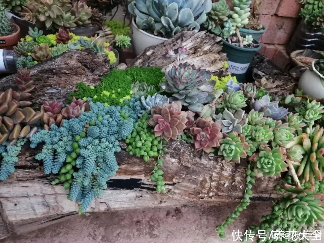 过完年，垃圾桶周围多了不少花，又要开始捡破烂儿了