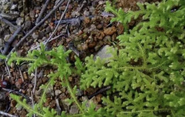 生长|小溪边,1种野草像“蜈蚣”,名称是“铺地蜈蚣”,甚是珍贵