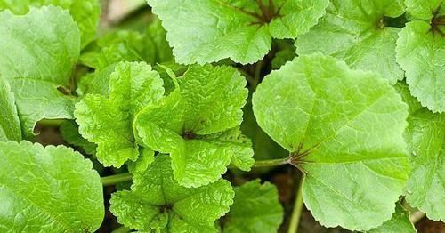 无花果煲|咽喉炎的“克星”被发现, 每天来一杯, 消炎利喉，嗓子很舒服