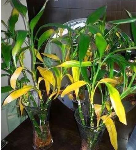 搬走|家中这“4个地方”,万万别“养花”,不然黄叶还烂根,赶紧搬走