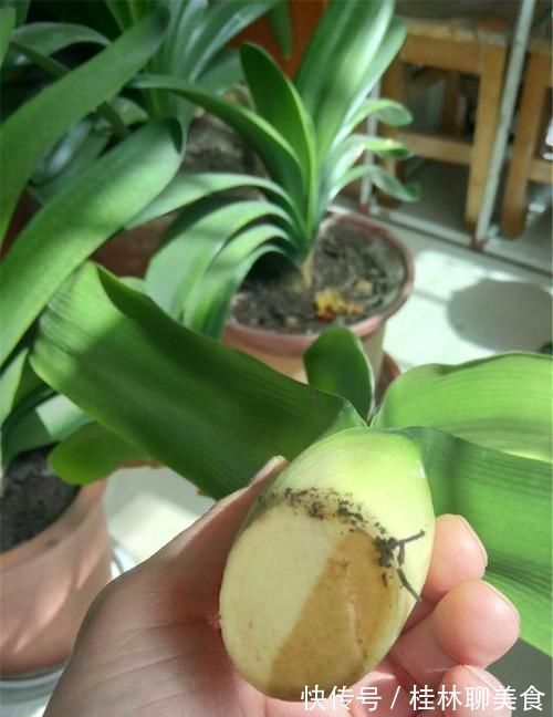 腐叶土|让君子兰“快生根”用上1种“好宝贝”,2周长满狗牙根