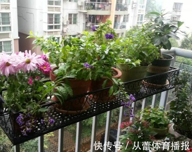 给花草换盆怕入坑？掌握6处正确做法，再不用烦恼伤亡问题