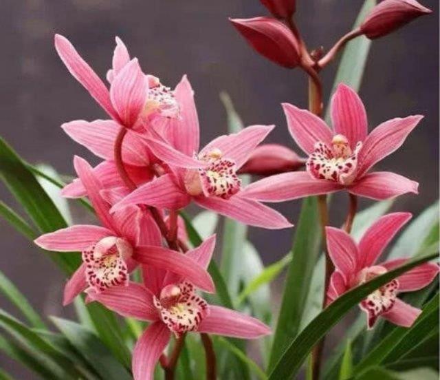 开花最香的3种花,家里养一盆,开花多,不费事就能养好!