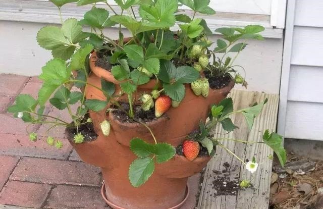 草莓这么贵就别买了,自己种一盆,1招让草莓又大又甜!