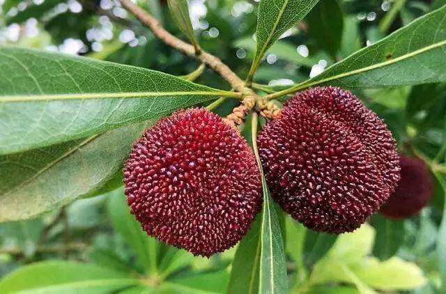 艾叶|冬天来了，多吃以下3种食物，美容养颜，延缓衰老，早吃早受益！